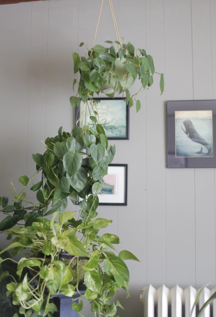 Hanging Philodendron in Urban Jungle