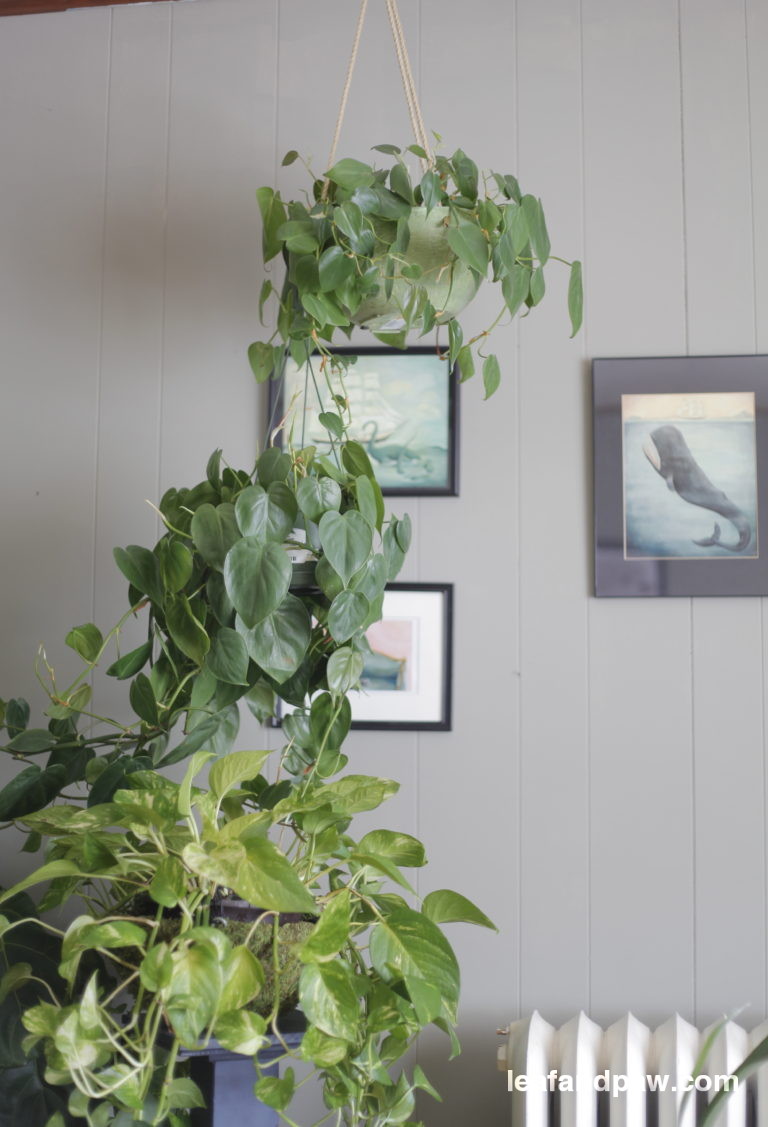 Plant Portrait: Monstera Deliciosa - Leaf and Paw