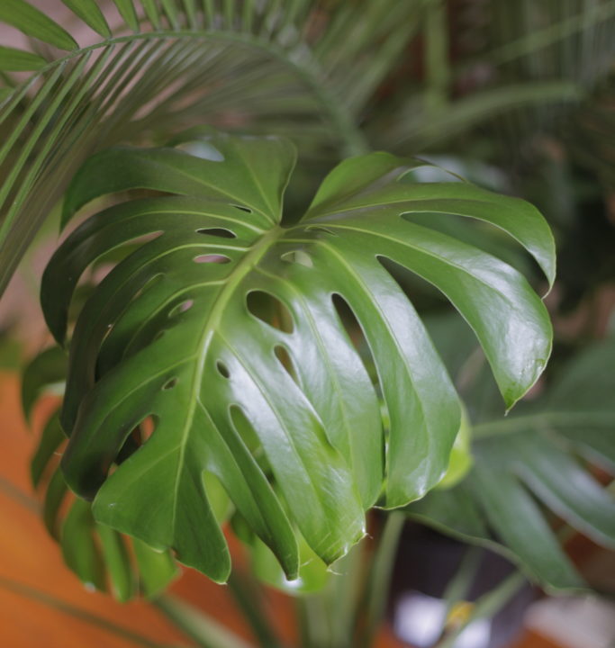 Toxic Plants to Pets Archives Page 3 of 3 Leaf and Paw