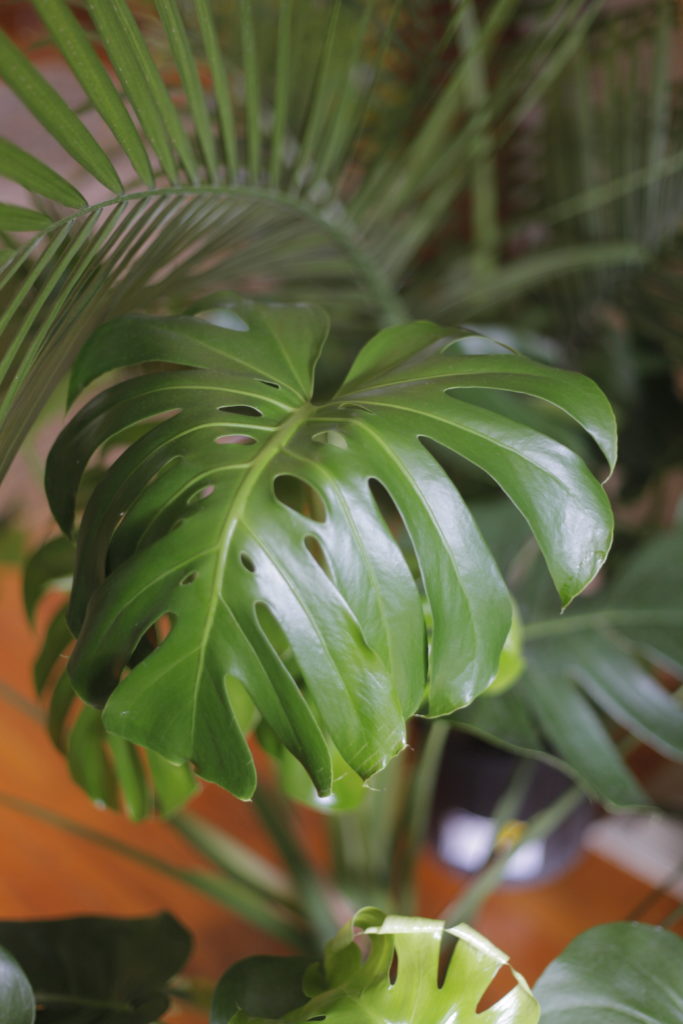 Plant Portrait Monstera Deliciosa Leaf And Paw