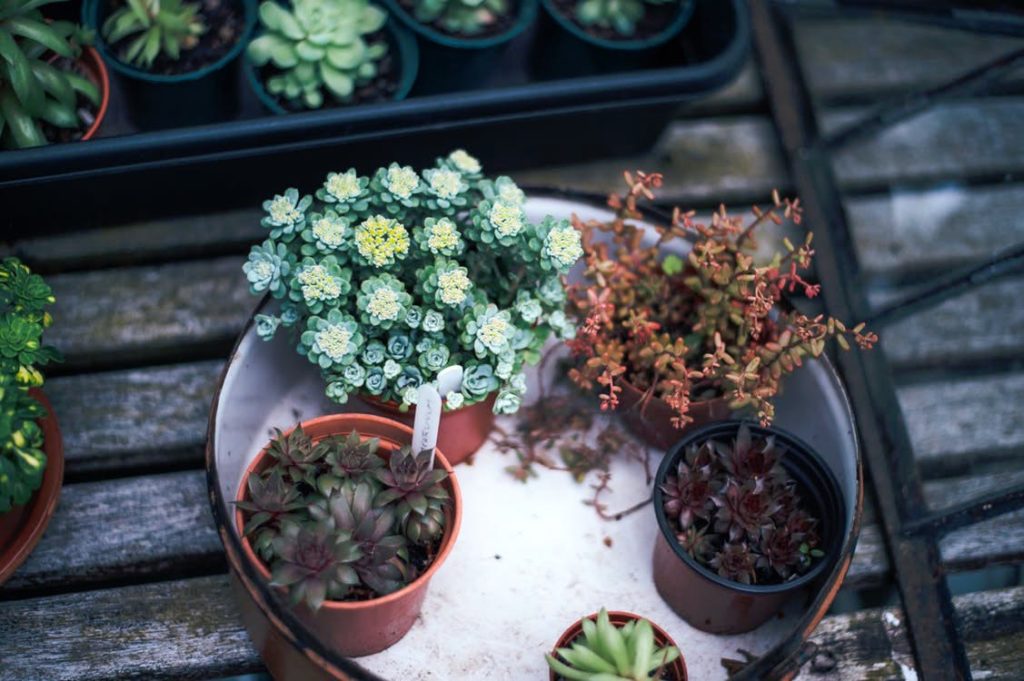 Free plants at a plant swap