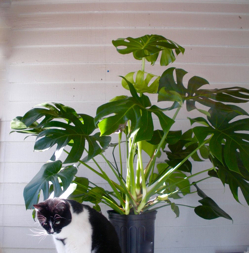 Cat and Monstera