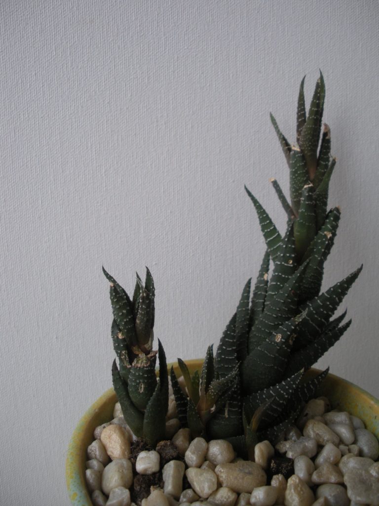 Haworthia - Plants Safe for Cats!