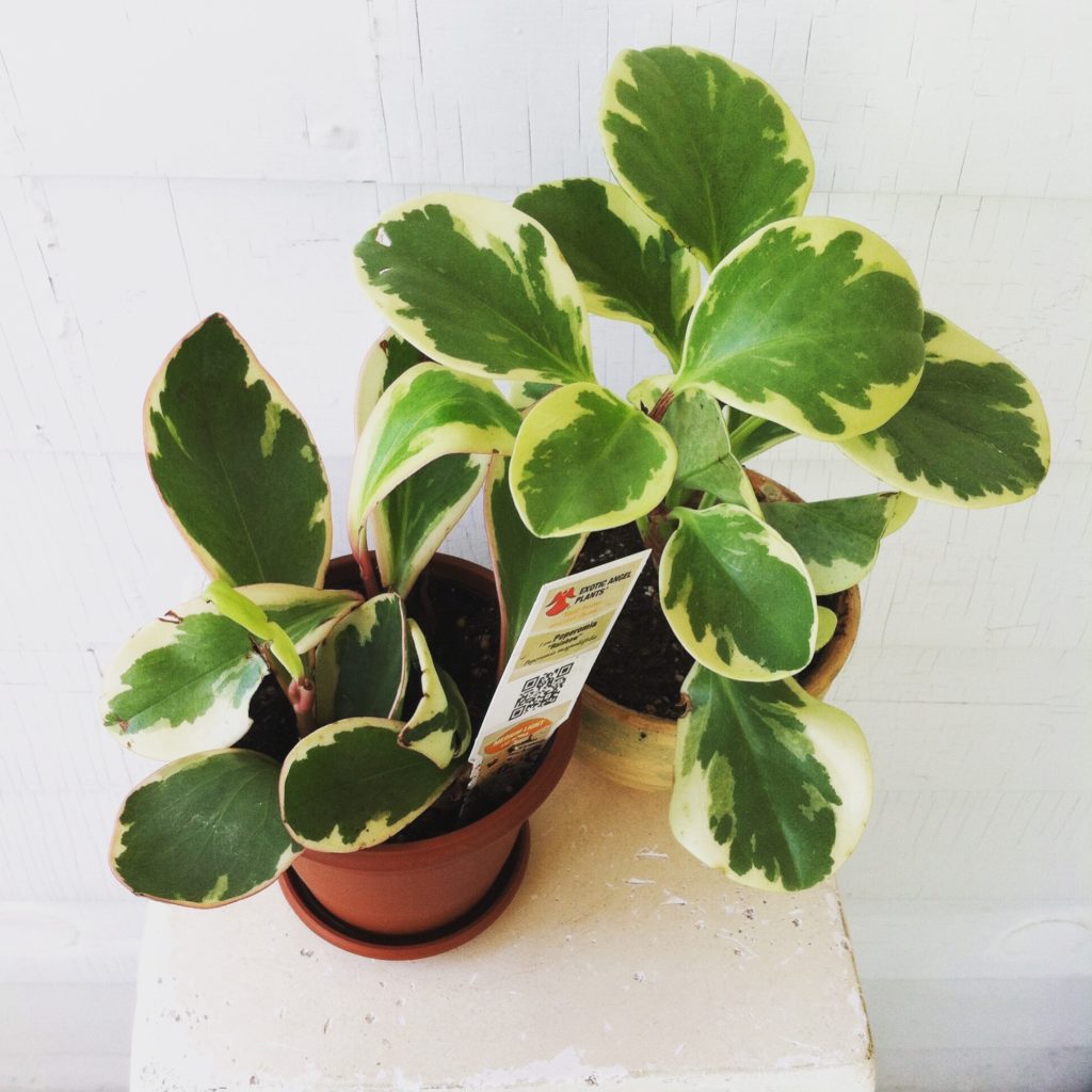 Peperomia - Safe for Cats!