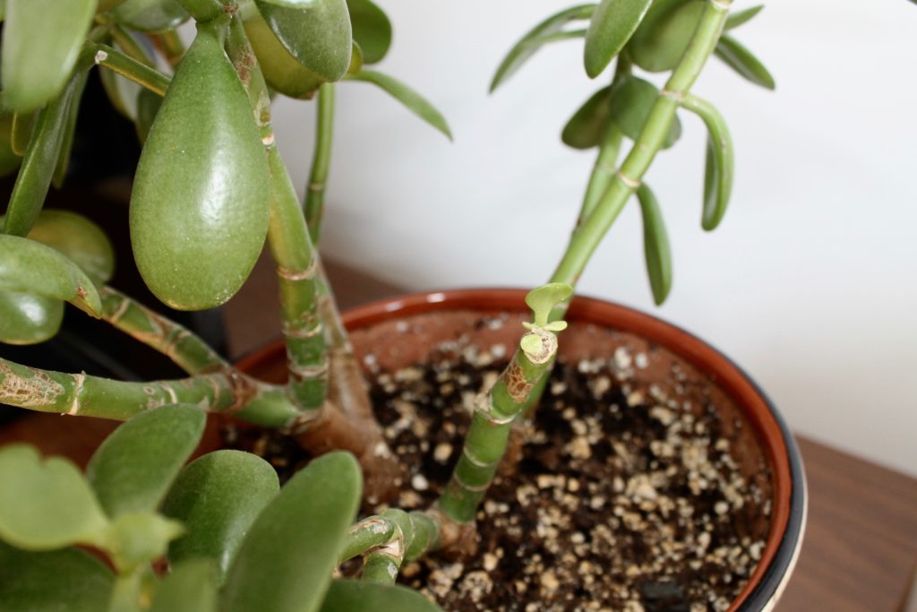 Jade Plant : Leaf and Paw