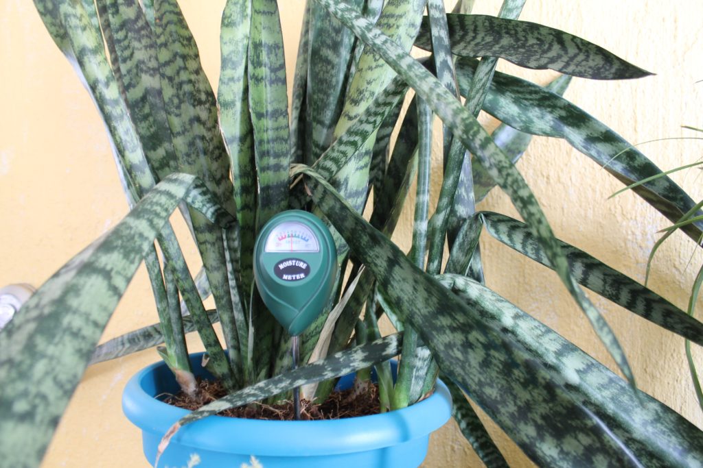 Pests: What to Look for on Indoor Plants