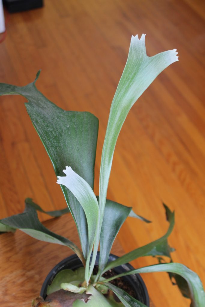 Staghorn Fern's new growth