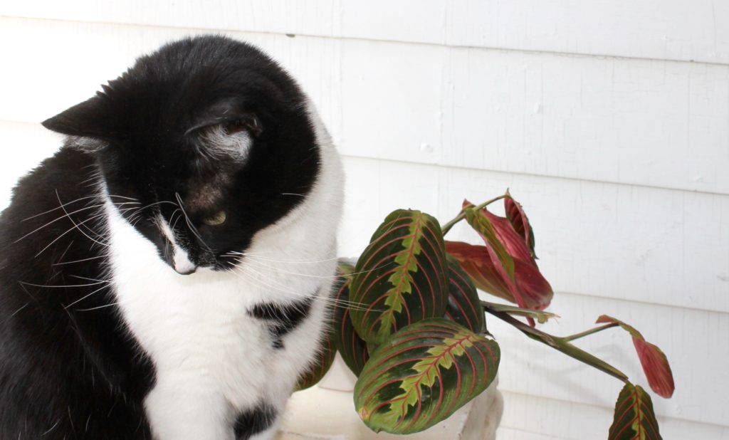 Maranta - Plants Safe for Cats!