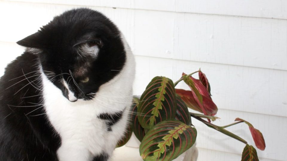 Five Pretty Plants Safe for Cats