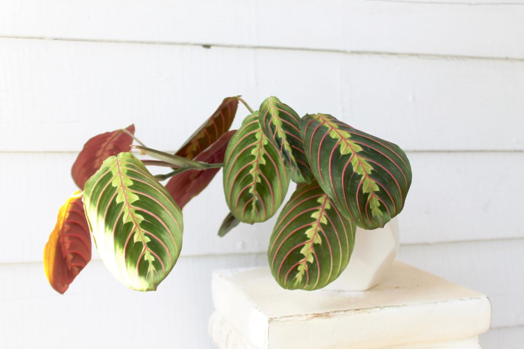 Maranta - Plants Safe for Cats!