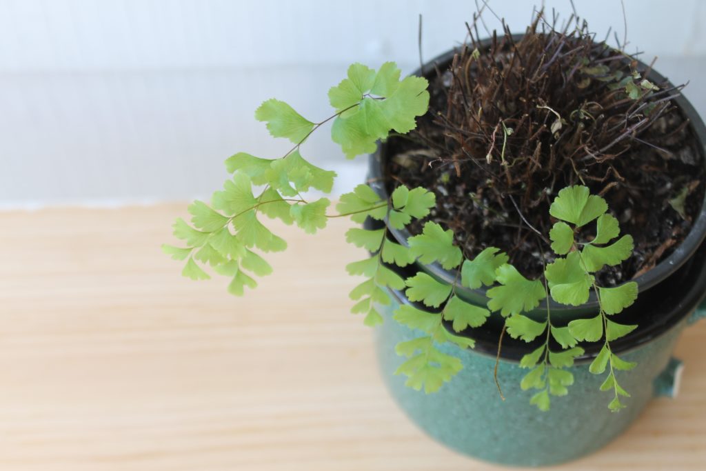 Maidenhair Fern new growth. 