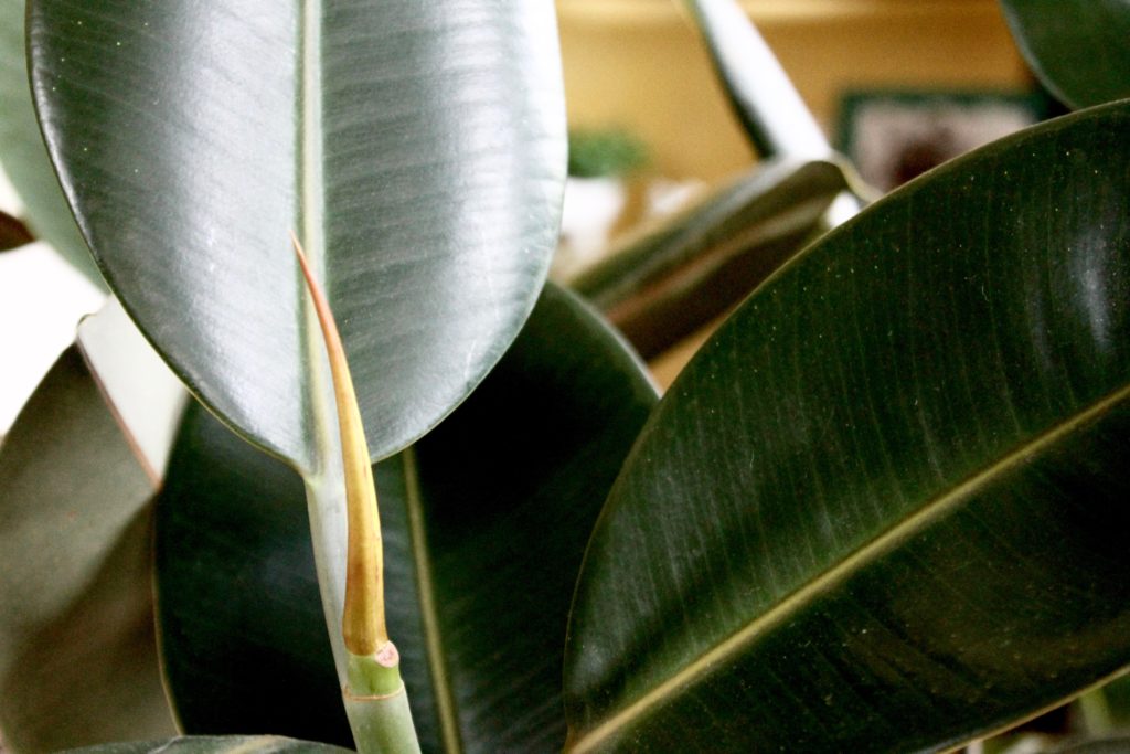 Ficus Elastica's new growth