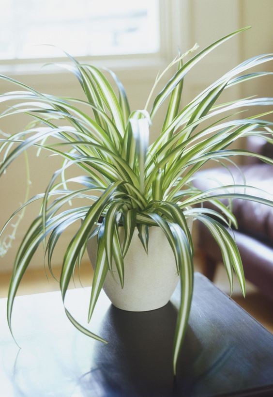 Spider Plants - Plants Safe for Cats!