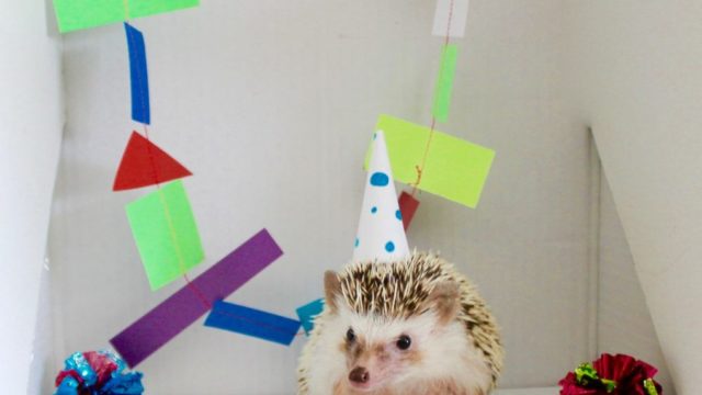 Hedgehog birthday party hat