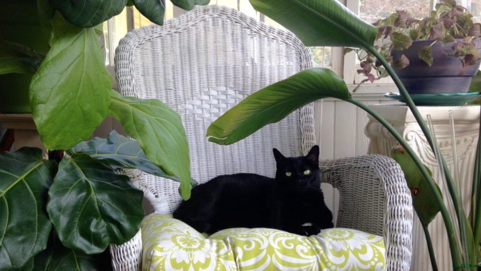 A Tropicool Cat Oasis
