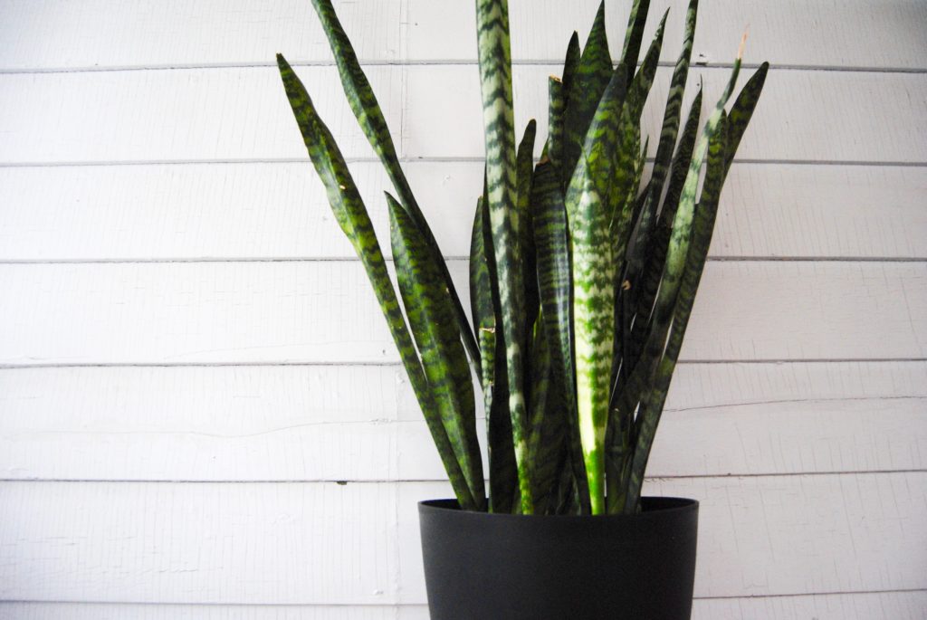 Snake Plant // Leaf and Paw