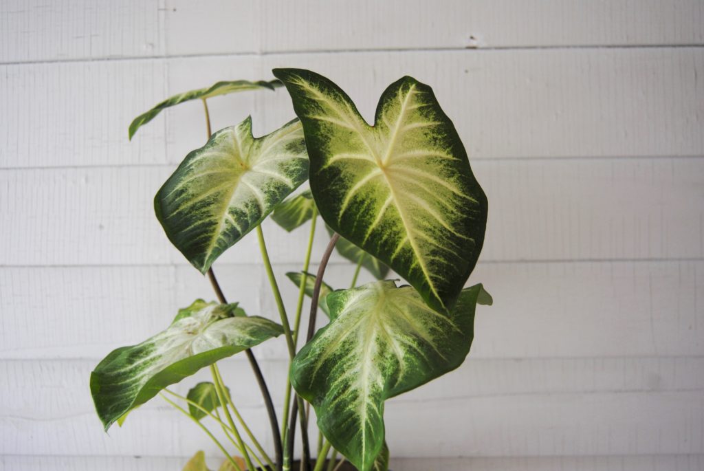 Caladium - Toxic Plants for Pets