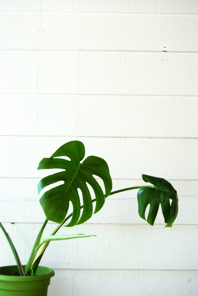 Monstera // toxic to pets