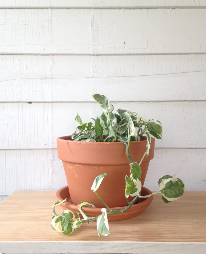 Variegated Pothos - Toxic to pets