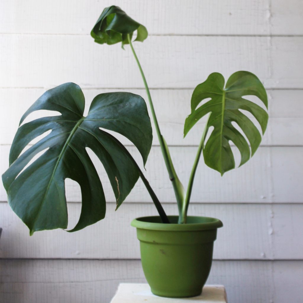 Monstera deliciosa