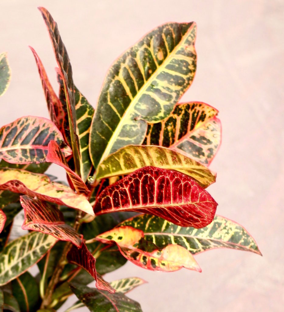 Croton 