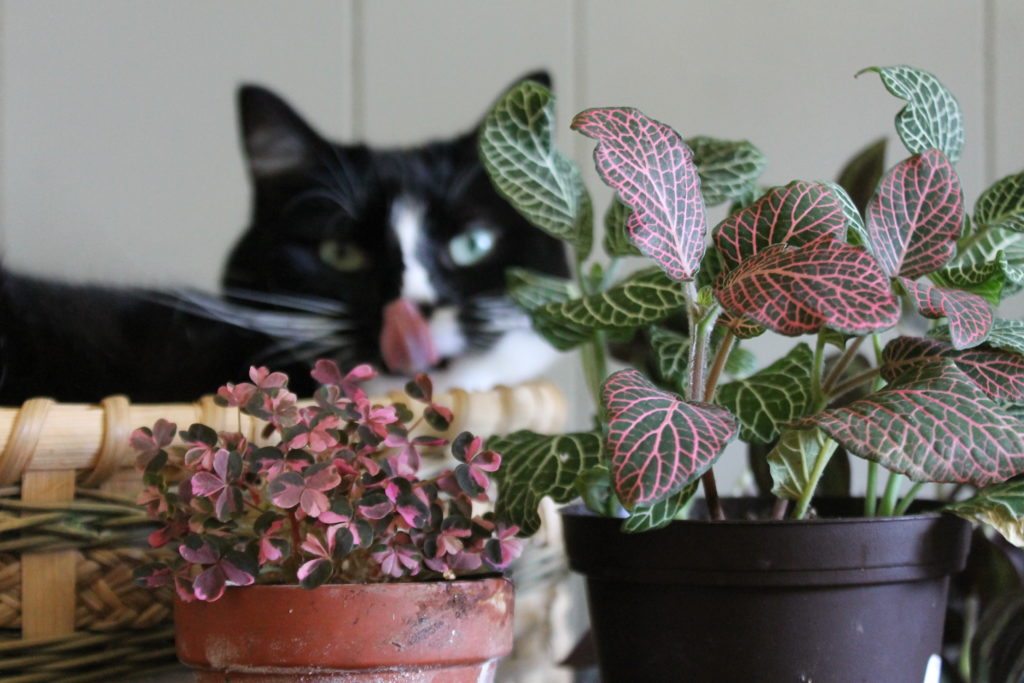 Cat with Oxalis and Fittonia