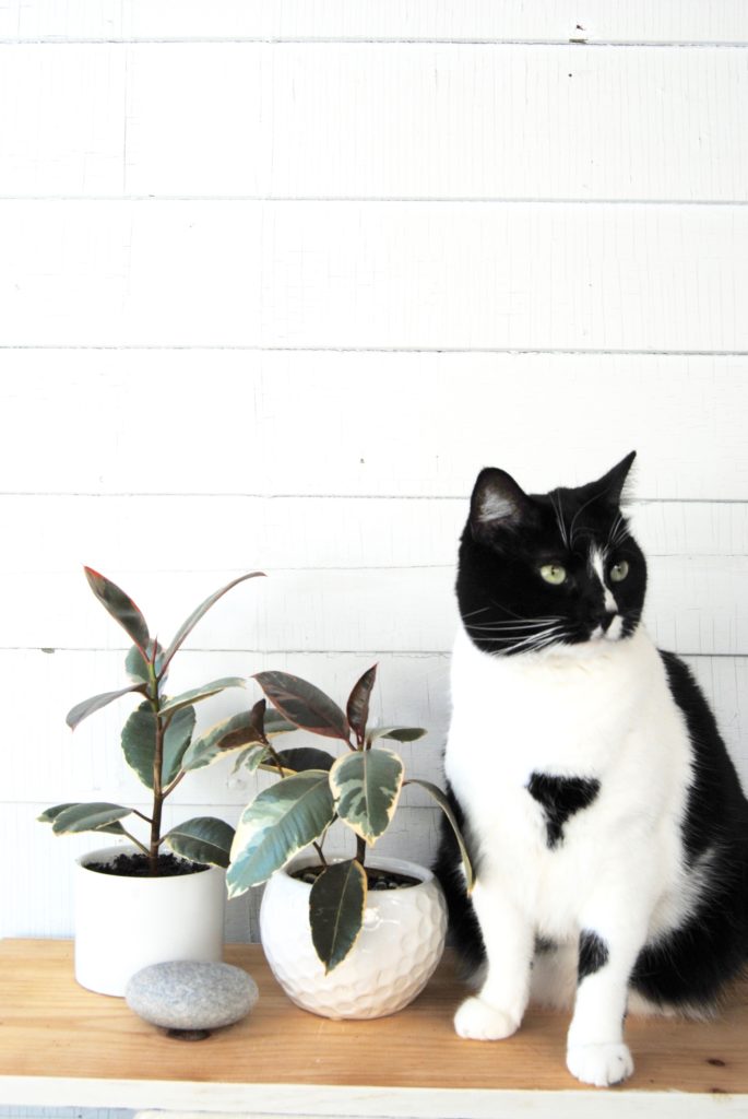 Variegated Rubber Tree and Cat