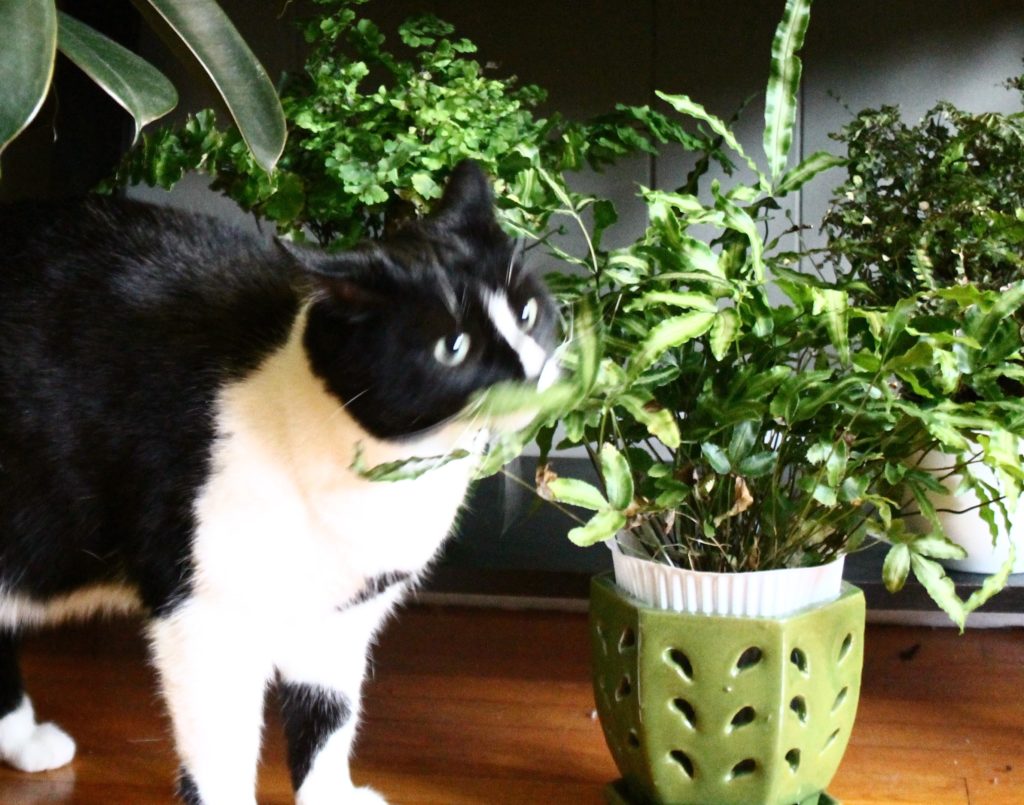 38 Best Pictures Is Basil Toxic To Cats : Is Your Cat Or Dog Eating Dracaena Learn About Dracaena Pet Poisoning