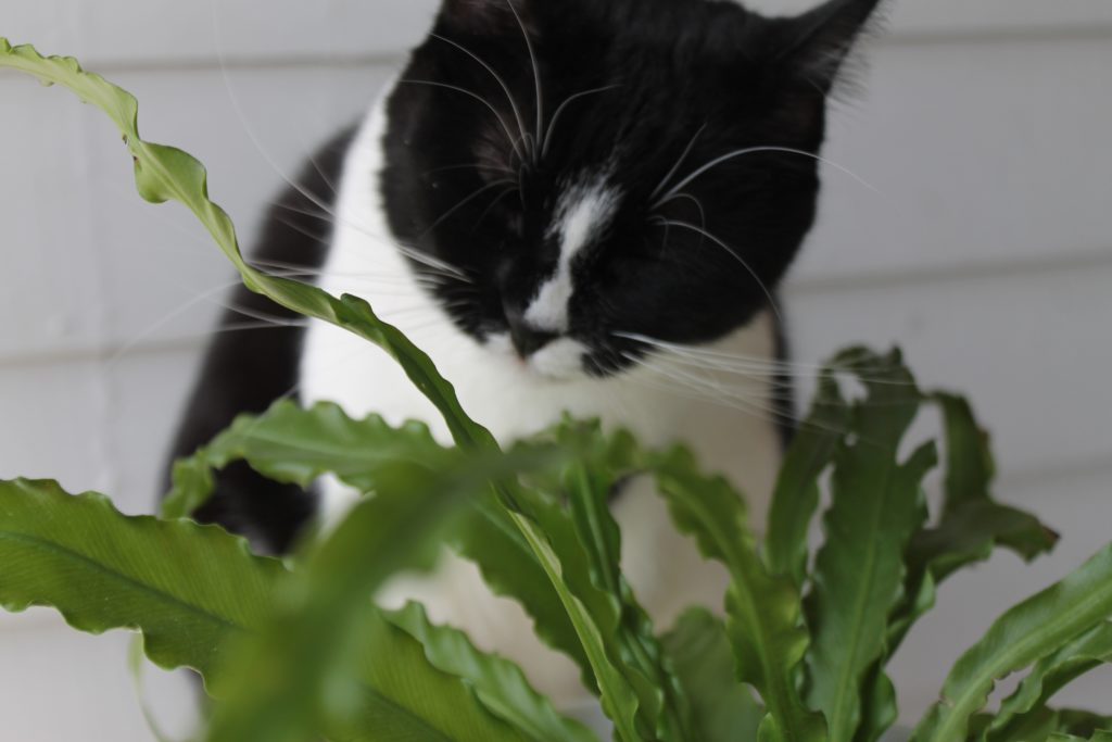 are herbs poisonous to cats