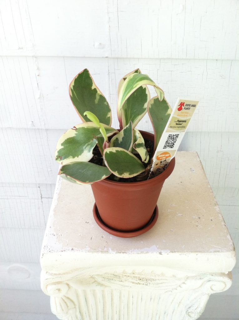 Pet Safe Peperomia : Leaf&Paw