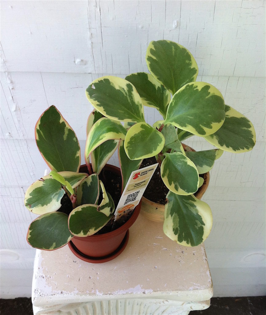 Pet Safe Peperomia 