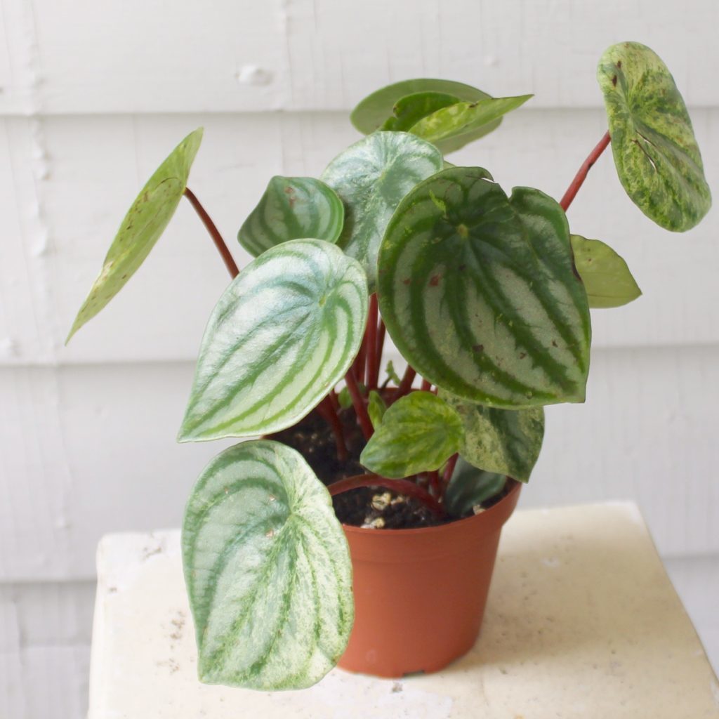  Peperomia Party A Guide to Peperomia Leaf and Paw