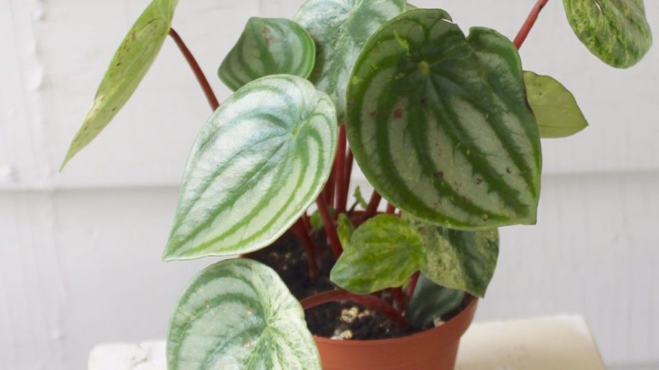 Peperomia Party: A Guide to Peperomia