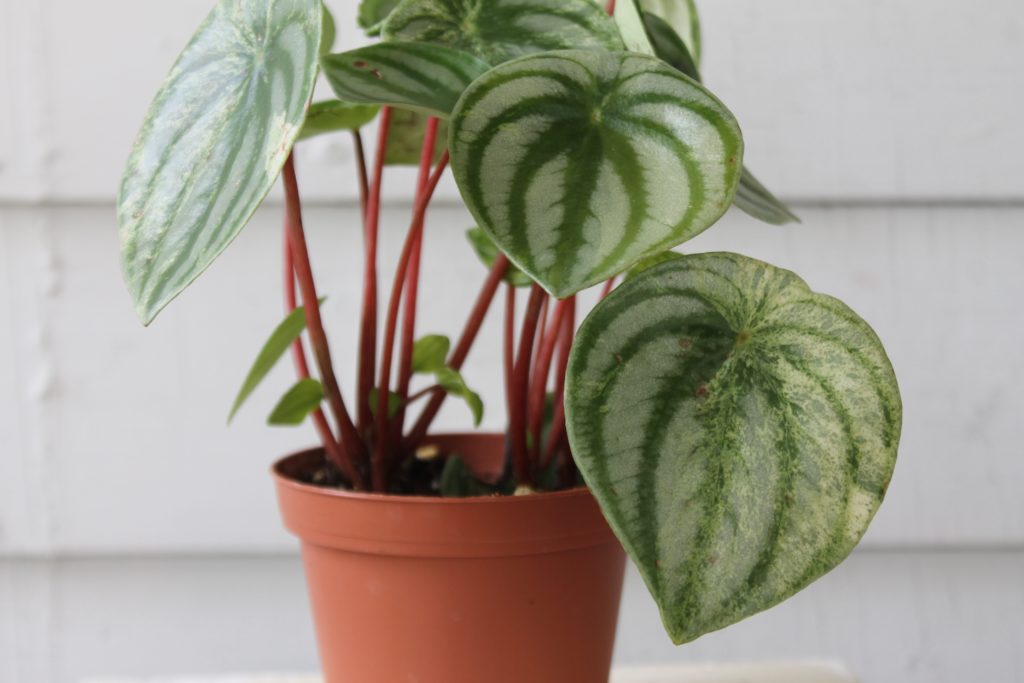 Pet Safe Peperomia : Leaf&Paw