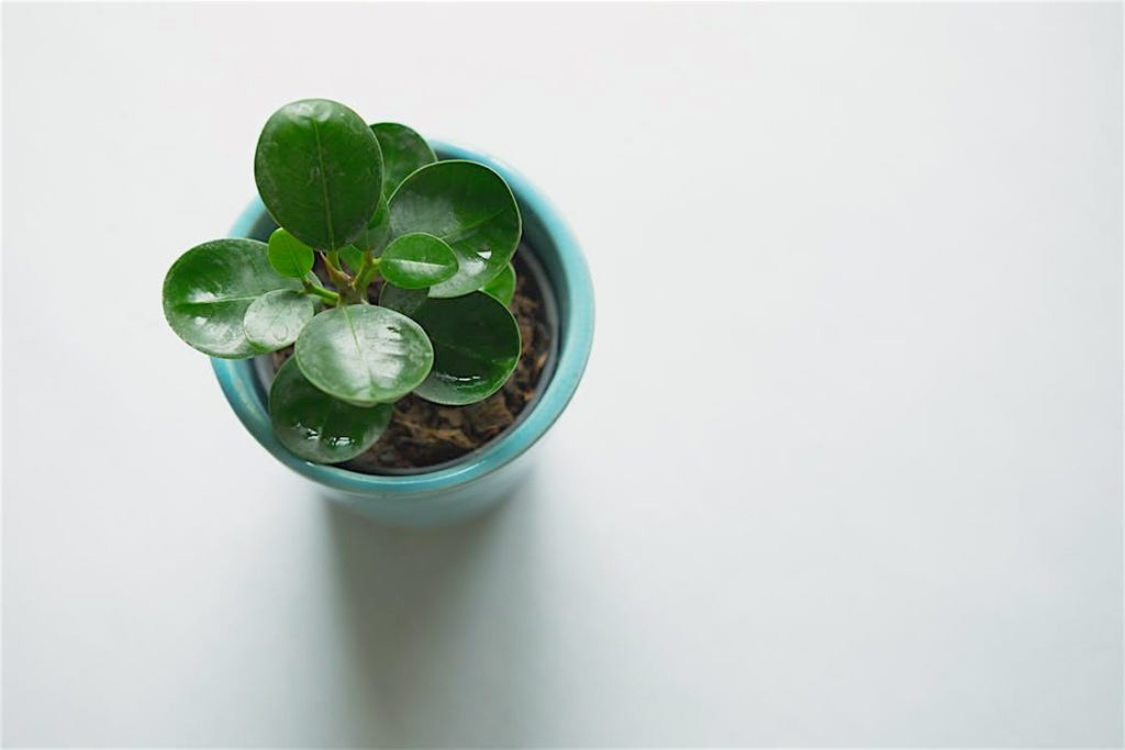 Pet Safe Peperomia : Leaf&Paw