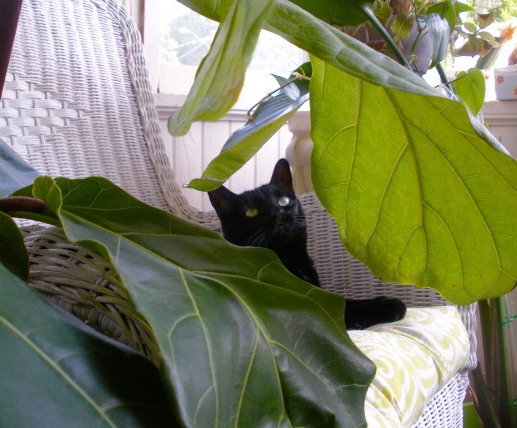 Are Fiddle Leaf Figs safe for pets?