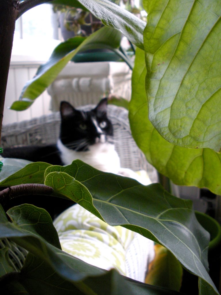 Plant Portrait Fiddle Leaf Fig Leaf And Paw