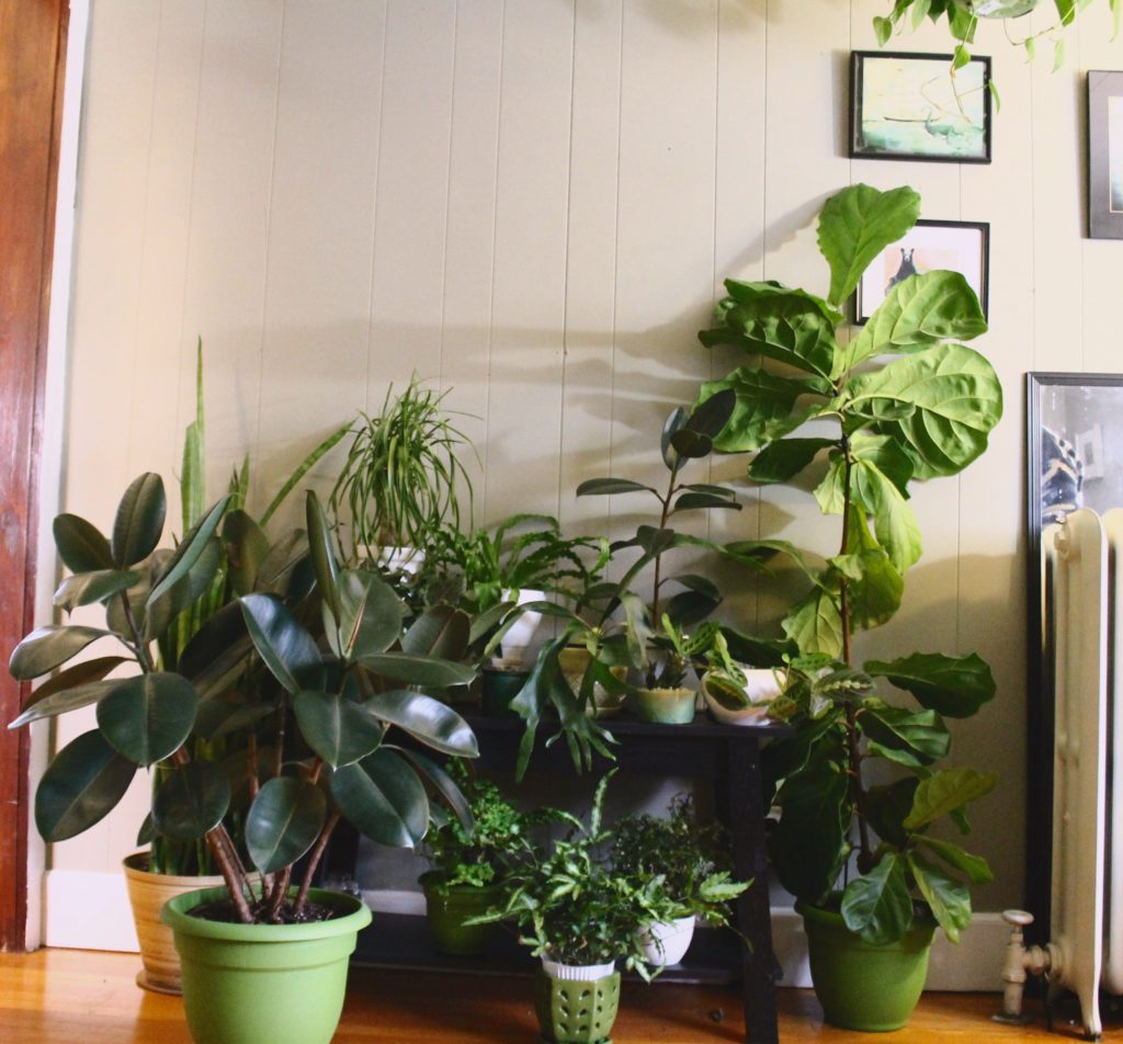 Fiddle Leaf Fig Care