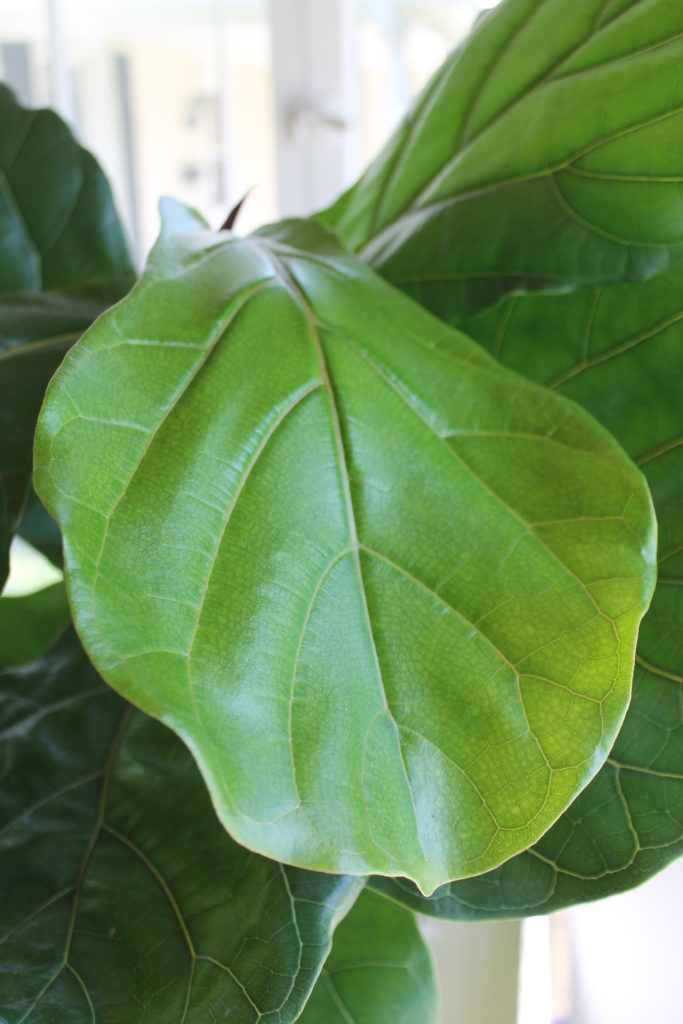 Plant Portrait Fiddle Leaf Fig Leaf And Paw