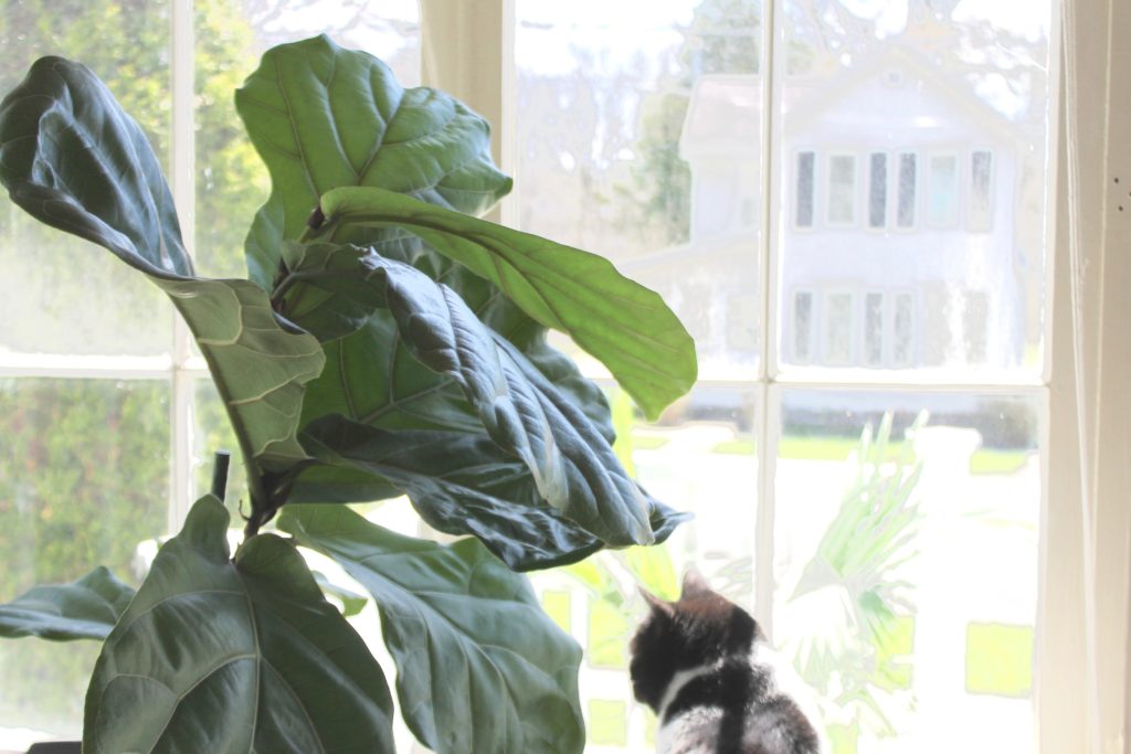 Fiddle Leaf Fig Care