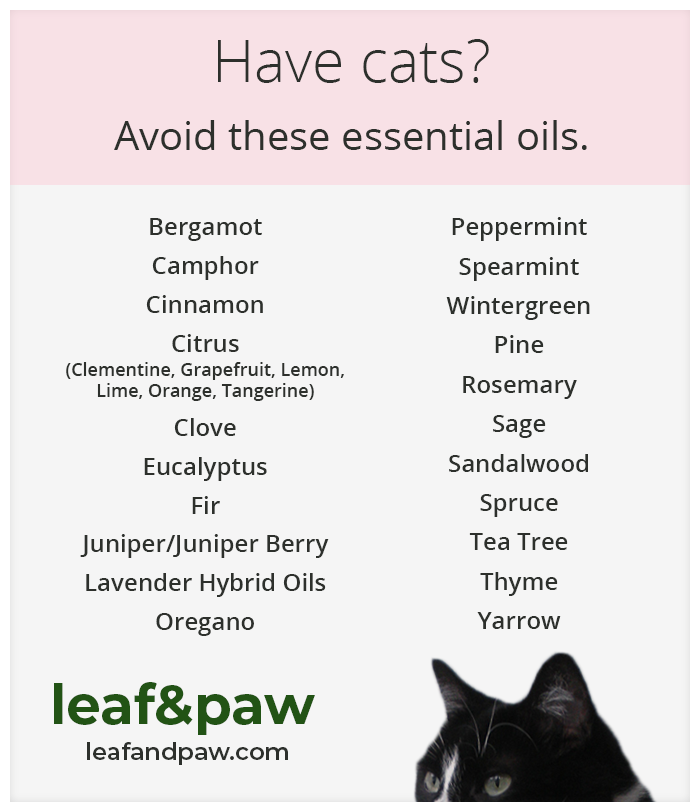 Are Essential Oils Toxic to Cats? Leaf and Paw