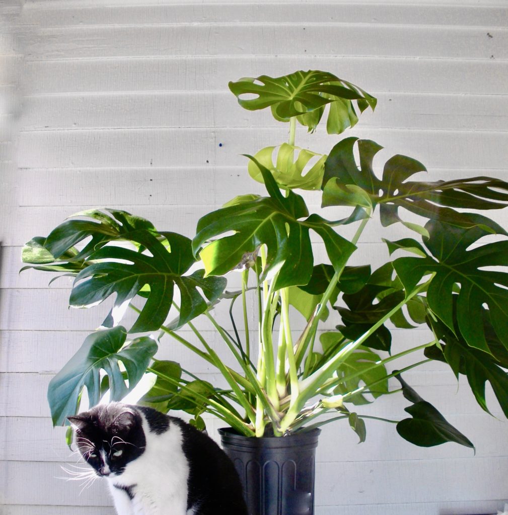 How to Propagate a Monstera 