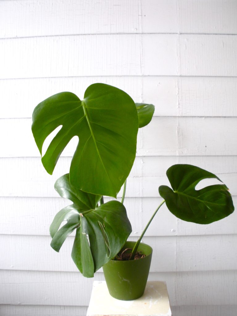 Plant Portrait Monstera Deliciosa Leaf And Paw