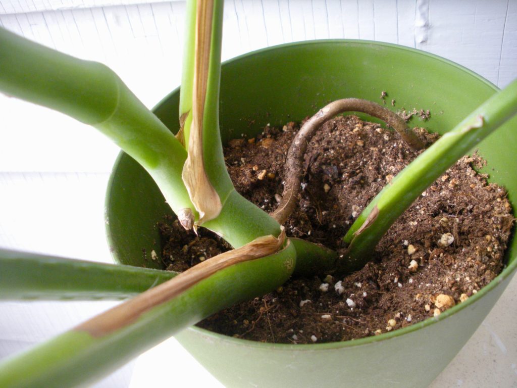 How To Propagate A Monstera Deliciosa Leaf And Paw