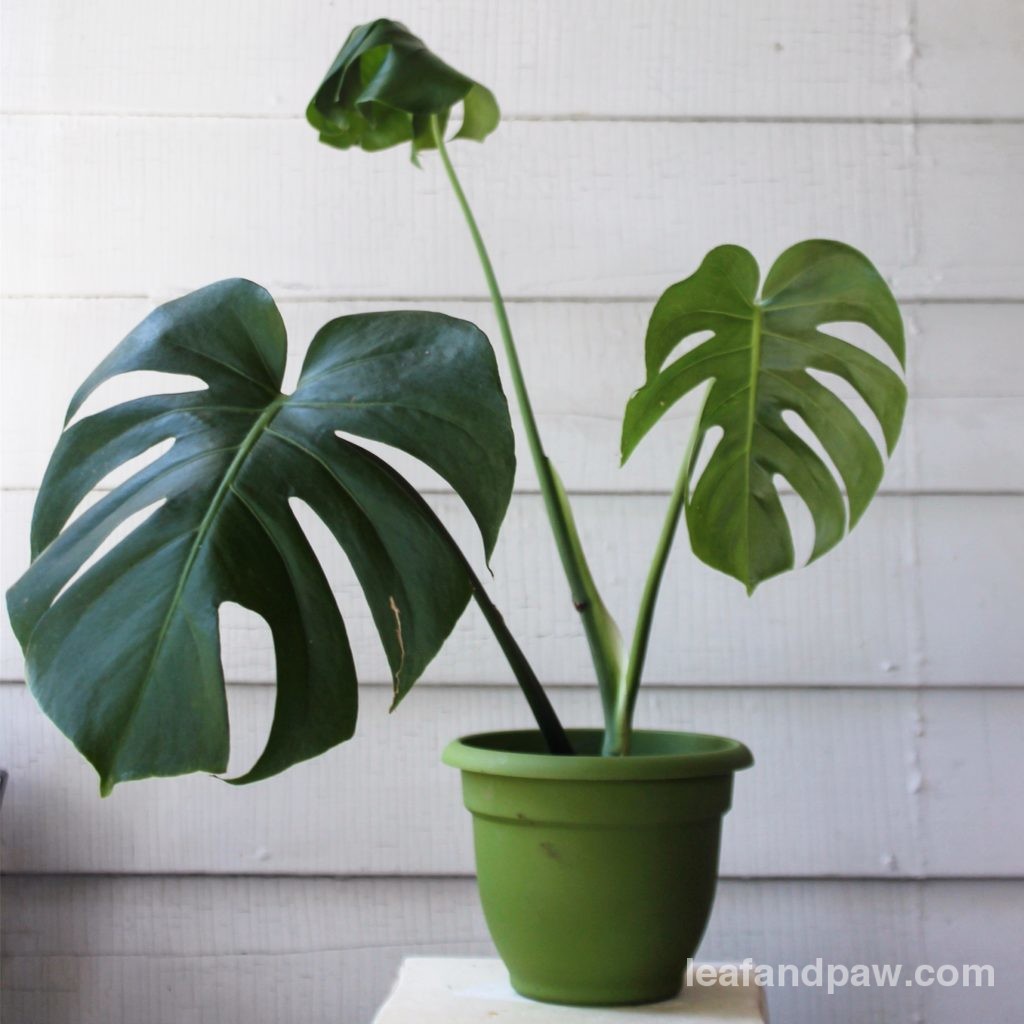 hey guys. i've got thrips. this monstera has had them for a while