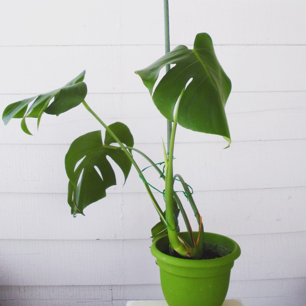 How To Propagate A Monstera Deliciosa Leaf And Paw