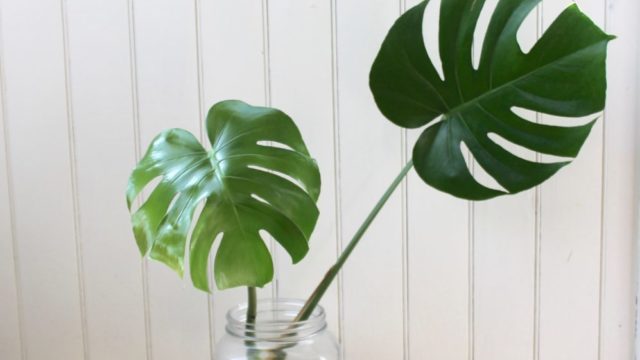 How To: Propagate a Monstera Deliciosa - Leaf and Paw