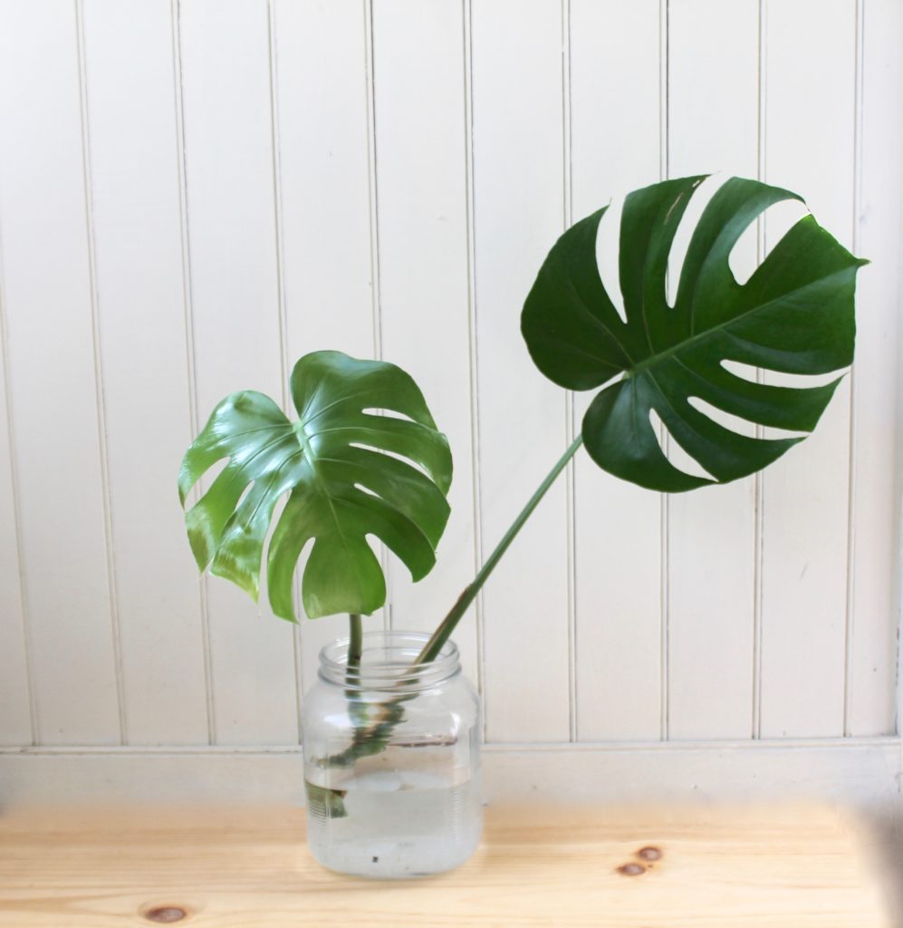 Propagating Monstera deliciosa