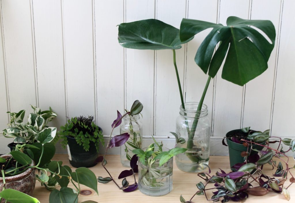 How to Propagate a Monstera