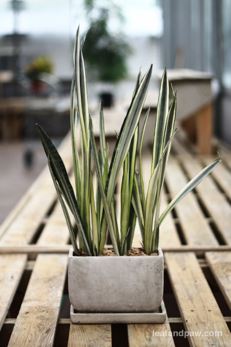 Plant Portrait Snake Plants Leaf and Paw